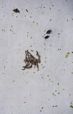 Beyaz bir yüzeyde bir kuşun yakın çekimi.