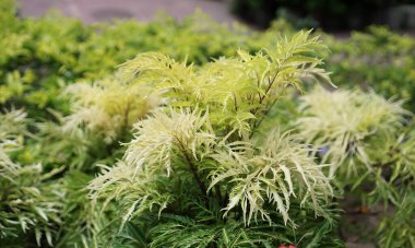Biyolojik türler doğal bir çalıdır...