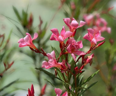 Çiçeklere yakın çekim.