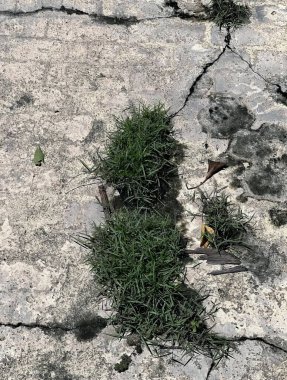 Kayanın çatlaklarında büyüyen çimenler.