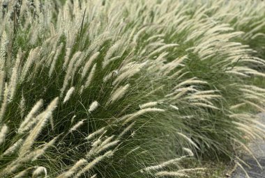 Bu bölgede çim yaygın bir görüntüdür...