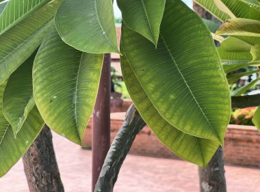 Bitkinin yaprakları çok büyük ve yeşildir...