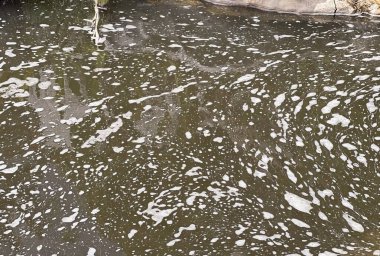 Suda yüzen bir ağaç.