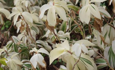 Çiçekler yeşil yapraklarla beyazdır...