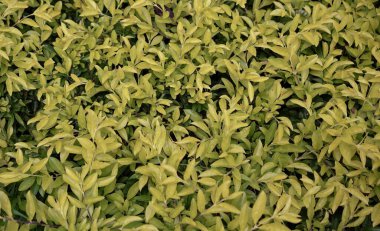 Bu bitkinin yaprakları yeşil...