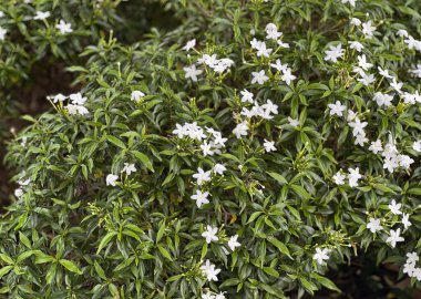 Çiçekler beyaz ve beyaz...