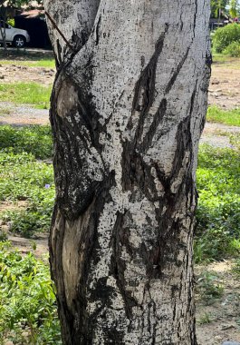 Siyah kabuklu ve beyaz kabuklu bir ağaç gövdesi...