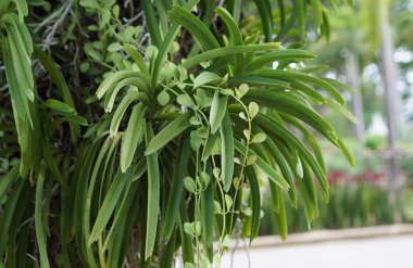 Bitki, bahçede yetişen yerel bir bitkidir...