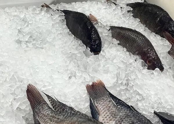 Verse Vis Het Ijs Vismarkt — Stockfoto