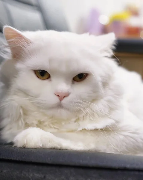 Білий Кіт Зеленими Очима Лежить Стільці — стокове фото