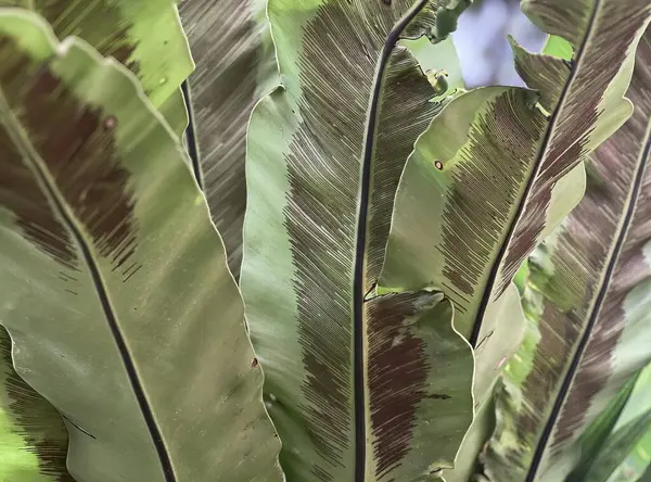 Eine Nahaufnahme Des Blattes Einer Bananenpflanze — Stockfoto