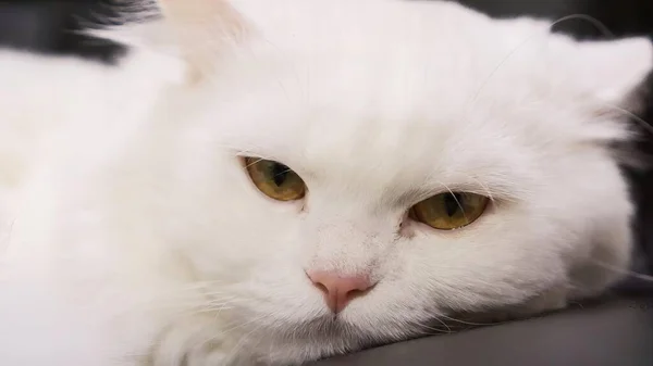 Pisică Albă Ochi Verzi Așezată Suprafață Gri — Fotografie, imagine de stoc