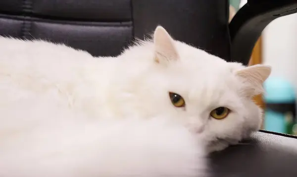 一只白色的猫躺在汽车座位上 — 图库照片