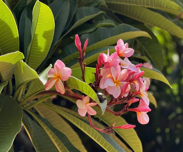 Bir Ağacın Ortasında Pembe Bir Çiçek — Stok fotoğraf