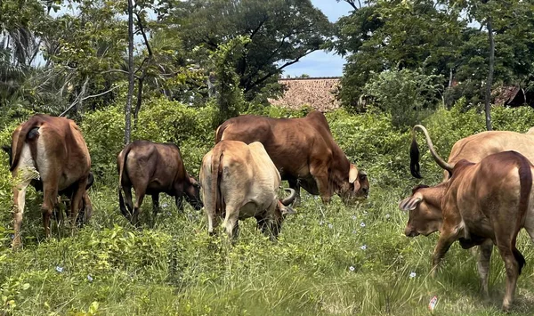 Una Vaca Comiendo Hierba Campo —  Fotos de Stock