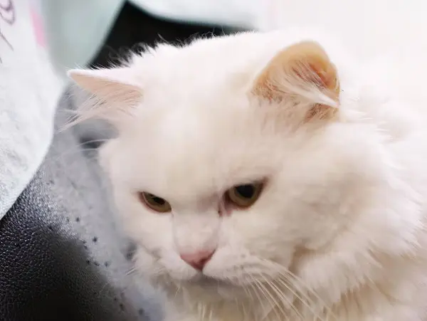 แมวส ขาวท ชมพ — ภาพถ่ายสต็อก