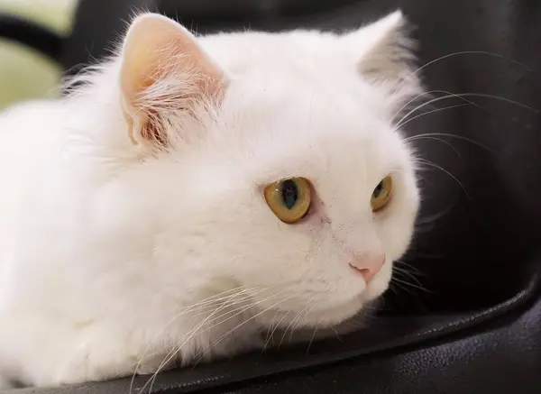 Gatto Bianco Con Gli Occhi Gialli — Foto Stock