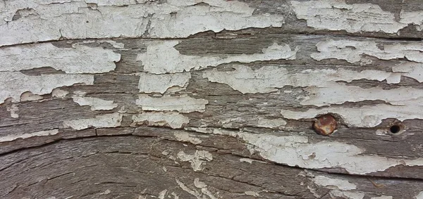Textura Casca Uma Árvore — Fotografia de Stock