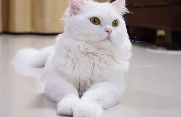 Biały Kot Żółtymi Oczami — Zdjęcie stockowe