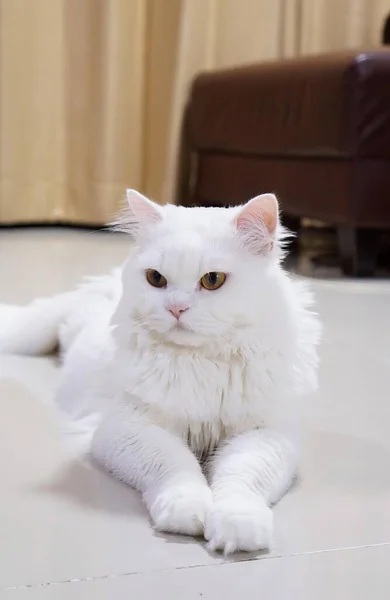 Eine Weiße Katze Mit Weißem Gesicht — Stockfoto