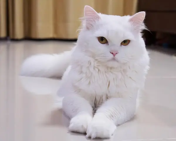 Bílá Kočka Zelenýma Očima Sedící Podlaze — Stock fotografie