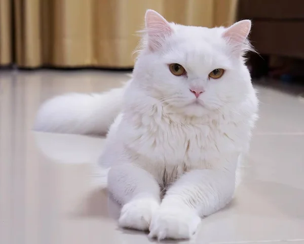 Yerde oturan yeşil gözlü beyaz kedi..
