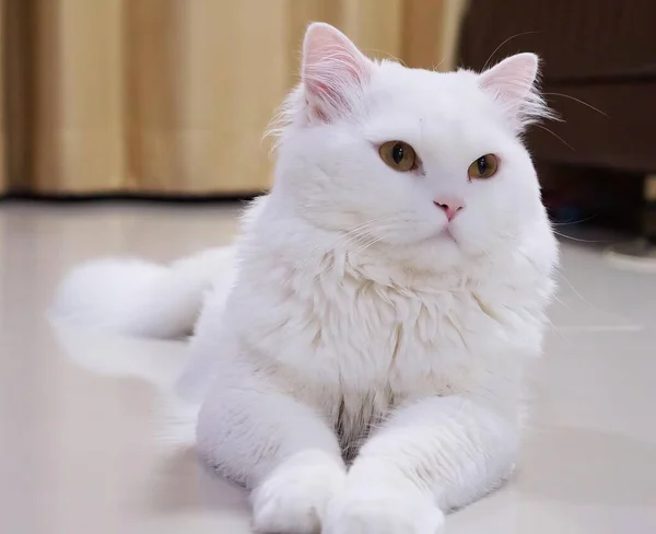 Biały Kot Zielonymi Oczami — Zdjęcie stockowe