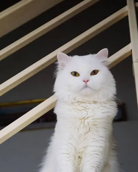 Μια Λευκή Γάτα Κίτρινα Μάτια Κάθεται Μια Σκάλα — Φωτογραφία Αρχείου