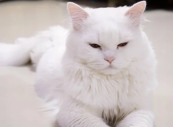 แมวขาวท กใหญ — ภาพถ่ายสต็อก
