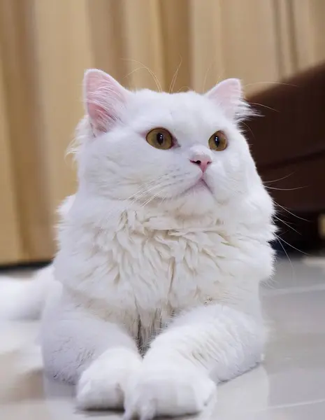 Gato Branco Com Nariz Rosa — Fotografia de Stock