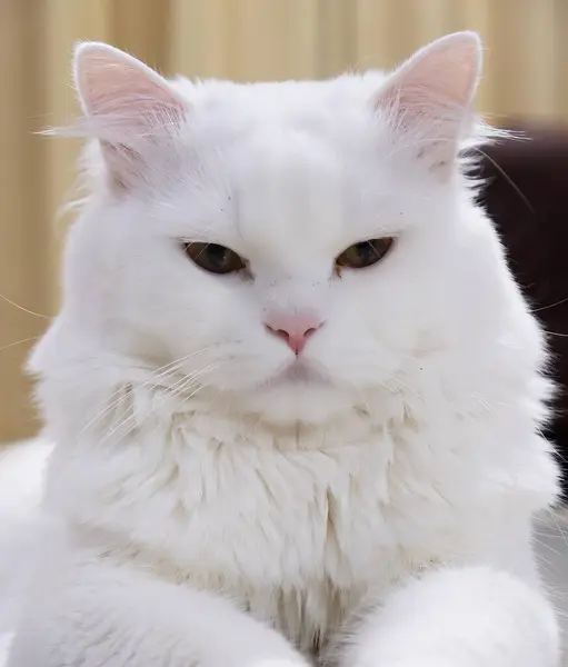 一只长着粉红鼻子的白猫 — 图库照片