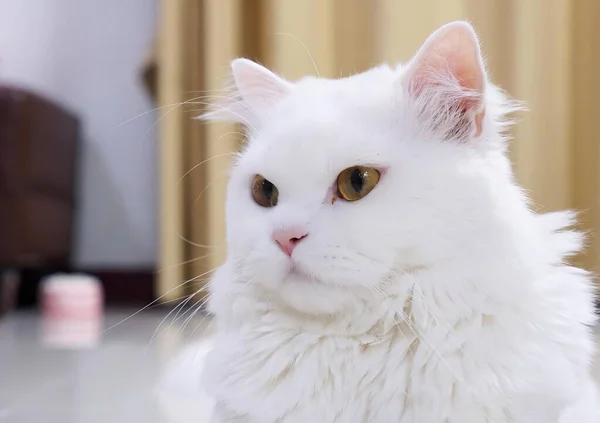 一只绿眼睛的白猫 — 图库照片
