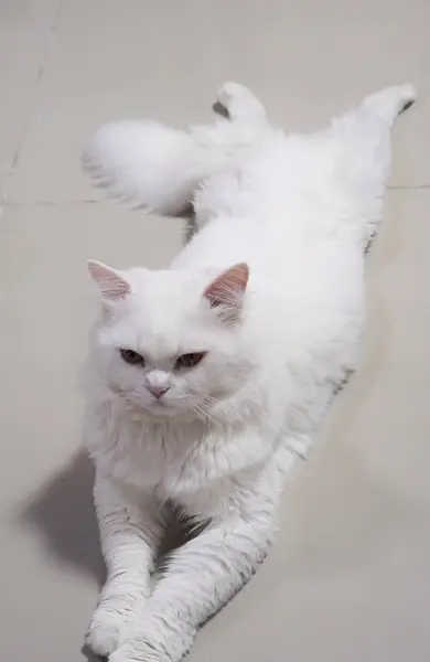 Μια Λευκή Γάτα Μπλε Μάτια Που Κάθεται Ένα Πάτωμα Από — Φωτογραφία Αρχείου