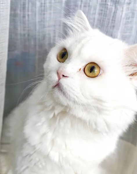 Gato Branco Com Olhos Verdes — Fotografia de Stock