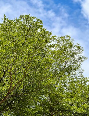 Mavi gökyüzüne karşı yeşil yapraklı bir ağaç..