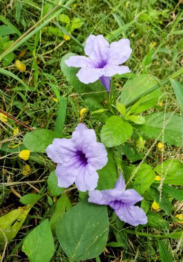Bu çiçekler göl kenarındaki sahil kenarındaki çimlerde yetişiyordu..