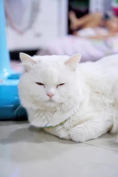 a white cat with a collar laying on the floor.