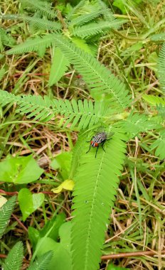 Ormandaki eğreltiotu üzerinde bir sinek oturuyor..