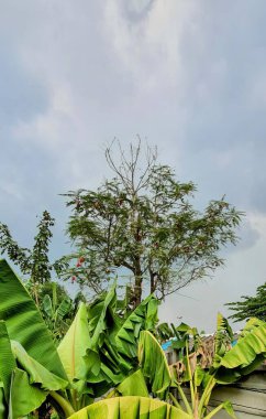 Muz tarlasında muz ağacı.