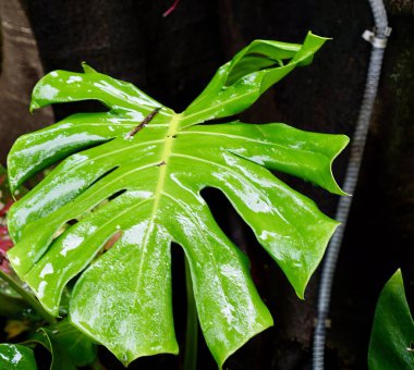 bir bitkinin yaprak.