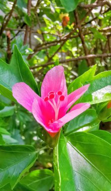 Bahçede pembe bir çiçek.