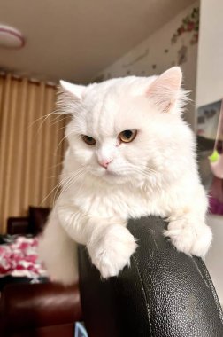 Siyah bir sandalyede oturan mavi gözlü beyaz bir kedi..