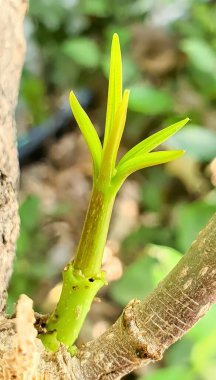 bir bitkinin çiçeği..