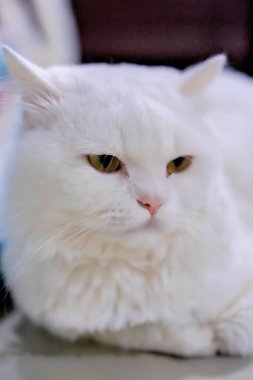 Yeşil gözlü beyaz bir kedi..