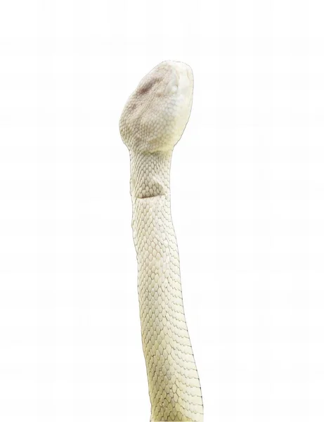 the arm of a white snake.
