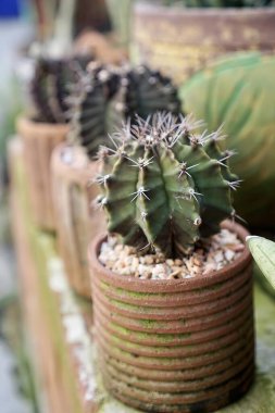 Tencerede bir kaktüs.