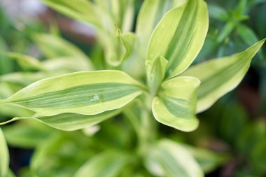 Üzerinde su damlası olan bir yaprak..