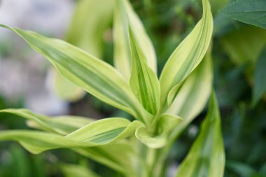 Çiçeklere yakın çekim.