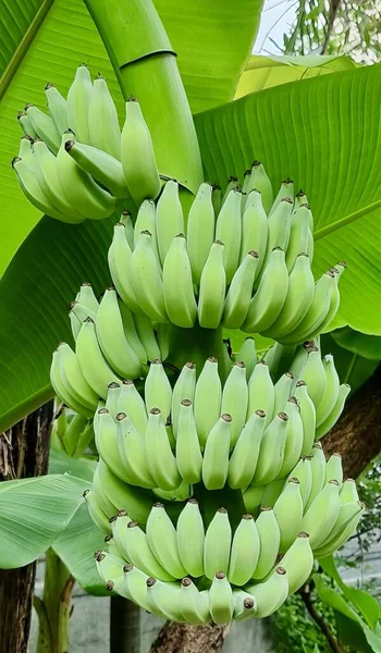 a bunch of bananas on a tree with leaves.