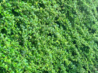 Ağaçtaki yeşil yapraklar.